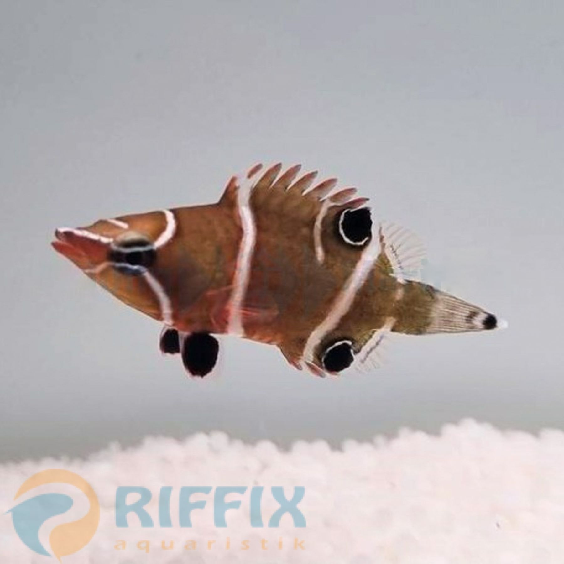 Wetmorella albofasciata - Höhlenlippfisch