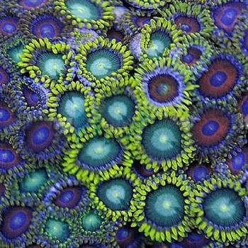 Zoanthus Kolonie auf dem Stein. Ultra-Farben
