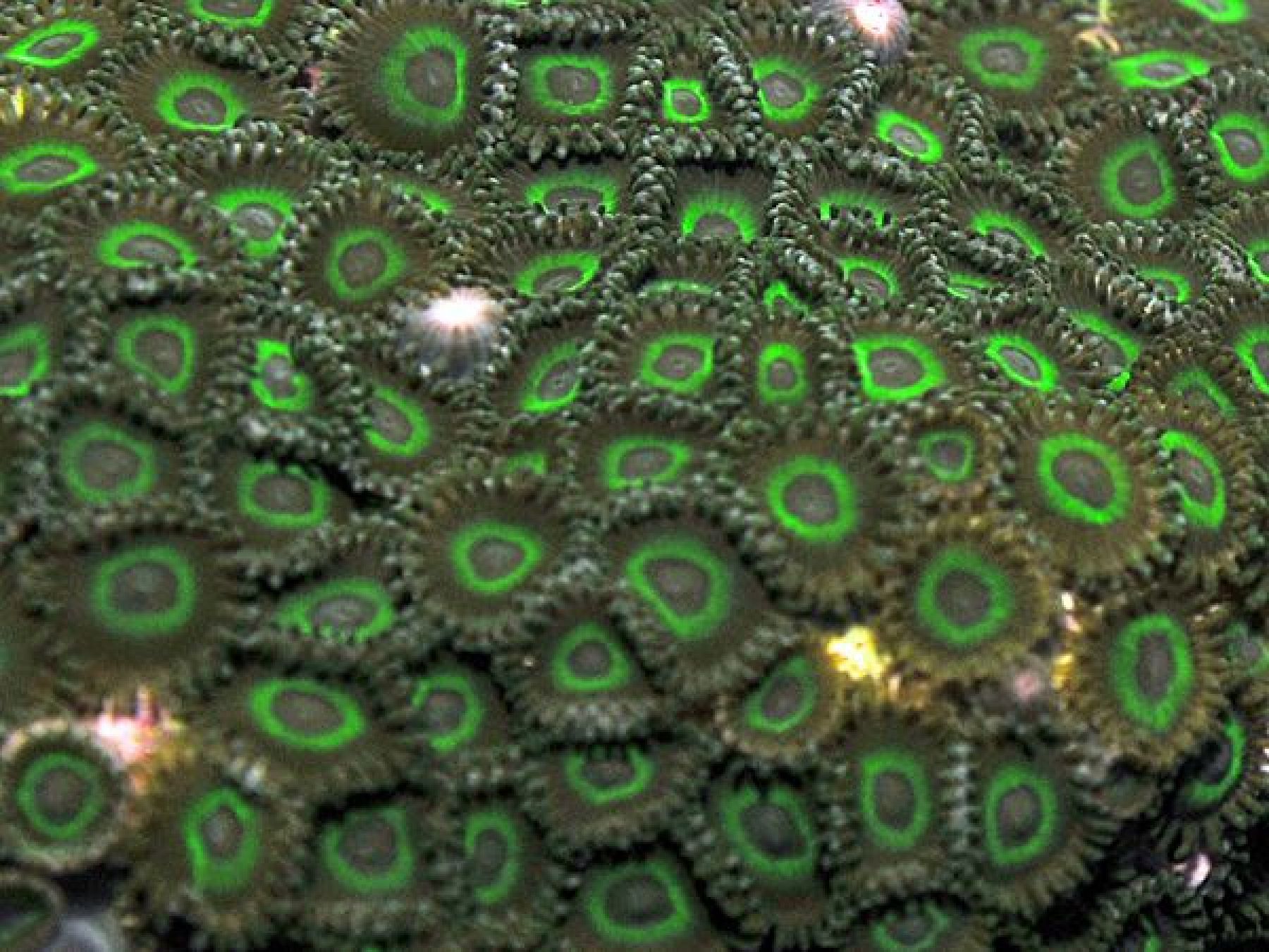 Preview: Zoanthus Kolonie auf dem Stein. Grün