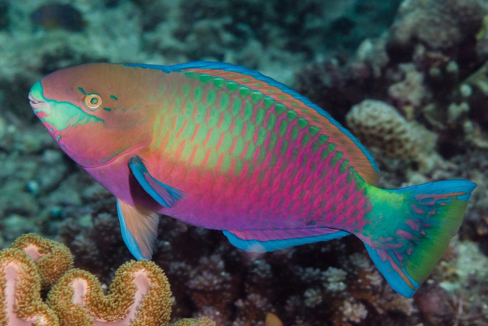 Scarus quoyi Zwerg Papageifisch
