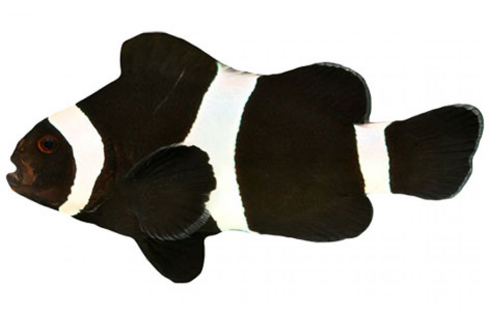 Amphiprion ocellaris  (Darwin) Nachzucht