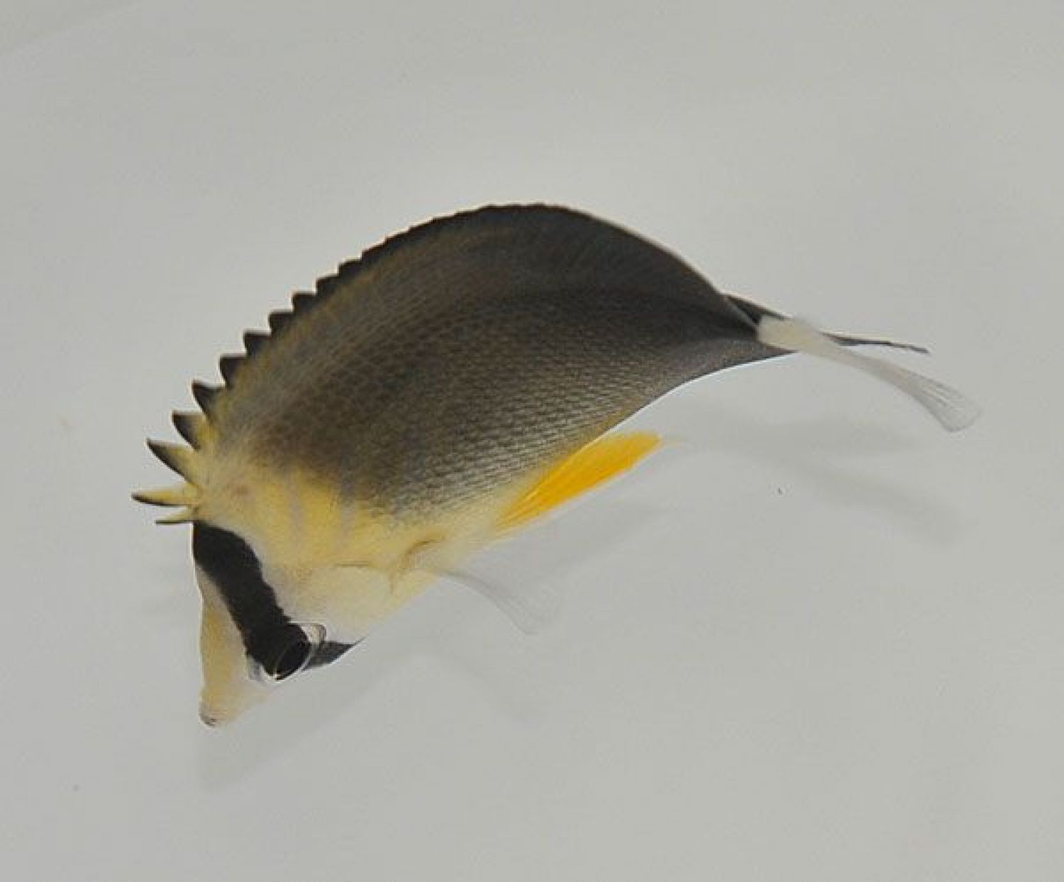 Chaetodon blackburnii Dunkler Blaustreifen-Falterfisch