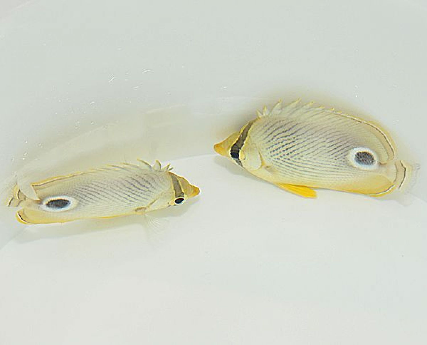 Chaetodon capistratus Vieraugen-Falterfisch