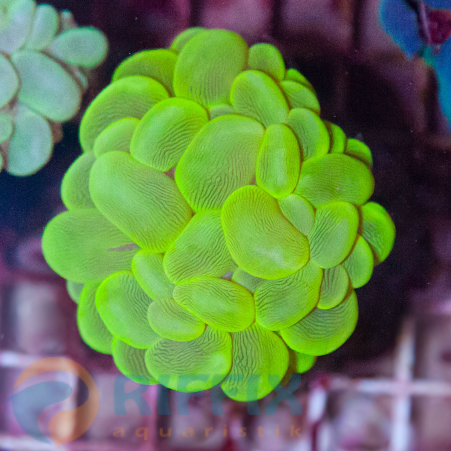 Plerogyra Sinuosa Gelb Raritet