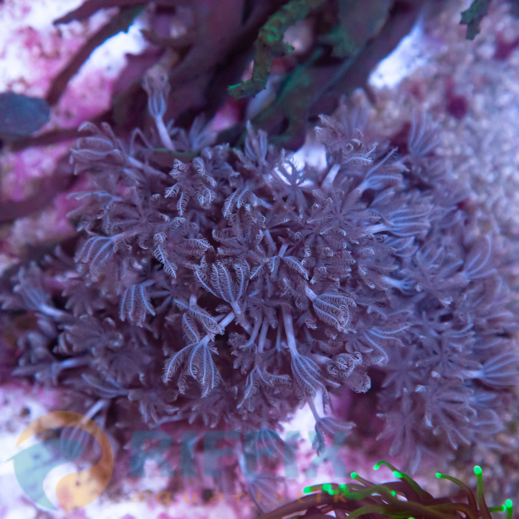 Xenia elongata - Pumpkoralle