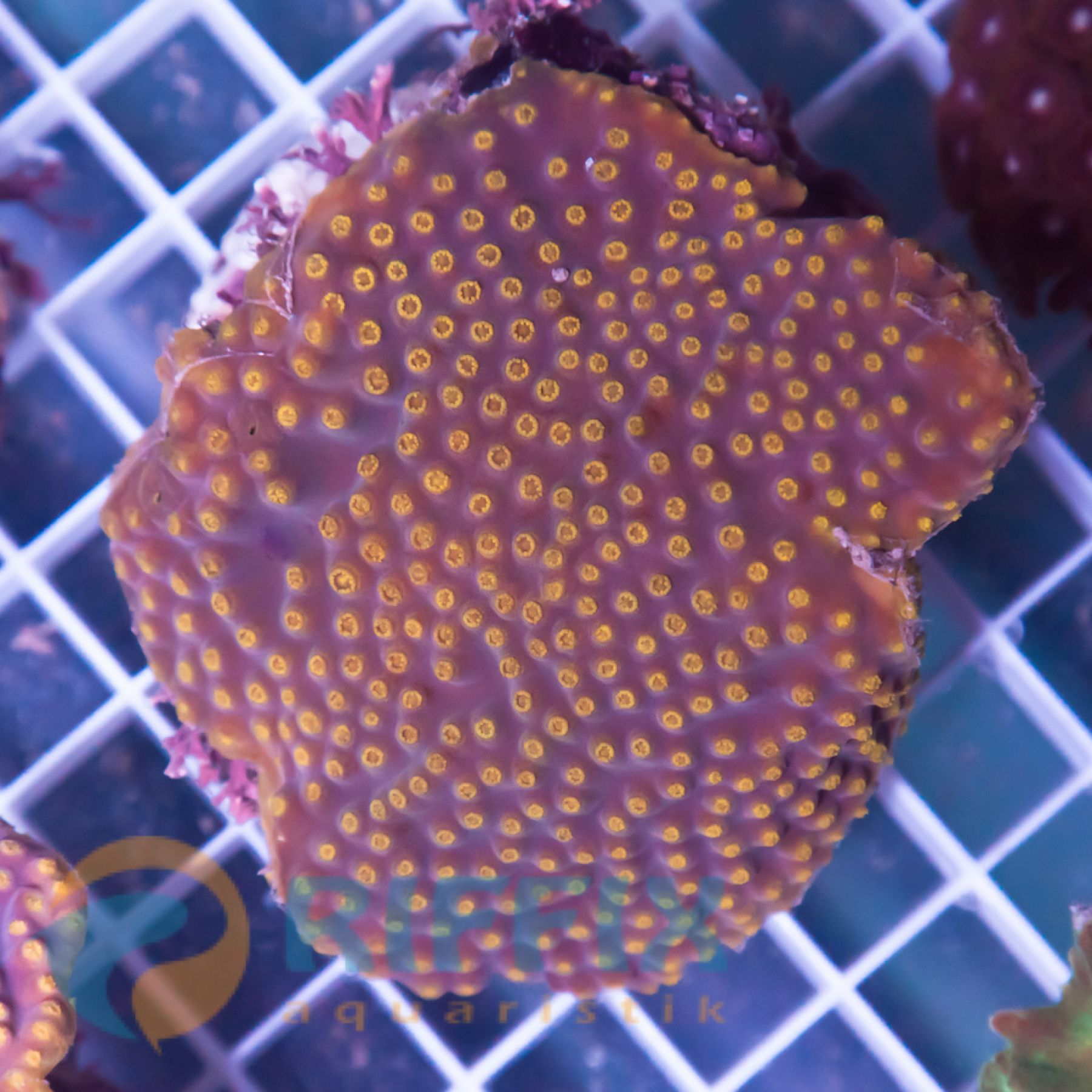 Turbinaria reniformis