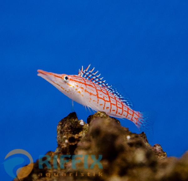Oxycirrhites typus Langschnäuziger Korallenwächter (Maldives)