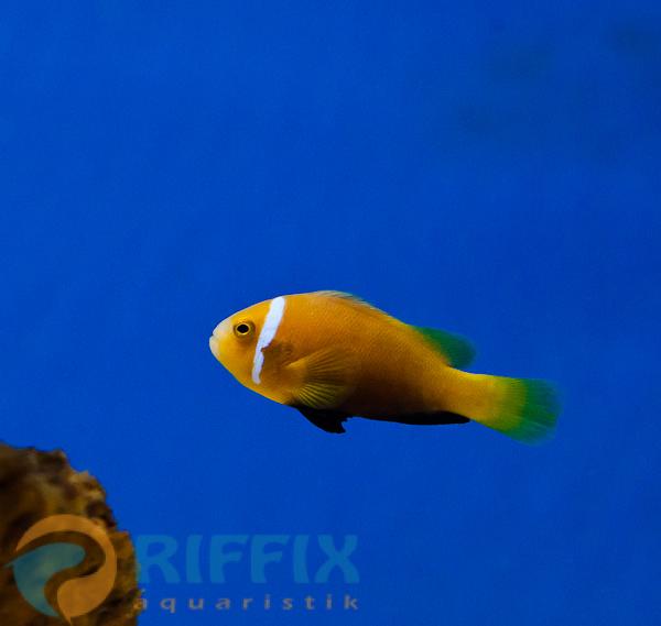 Amphiprion nigripes, Malediven - Anemonenfisch.
