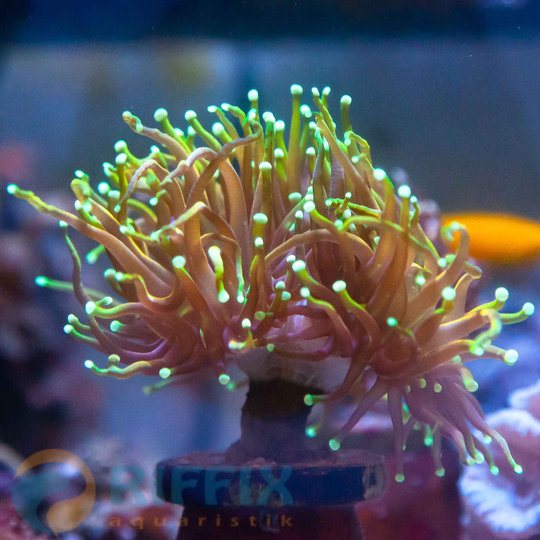 Euphyllia Glabrescens - Golden Torch - Dragon Soul 3 Köpfe