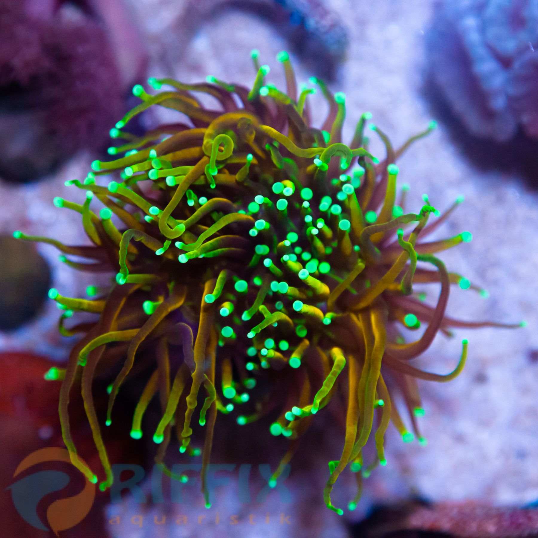 Euphyllia Glabrescens - Golden Torch - Dragon Soul 3 Köpfe