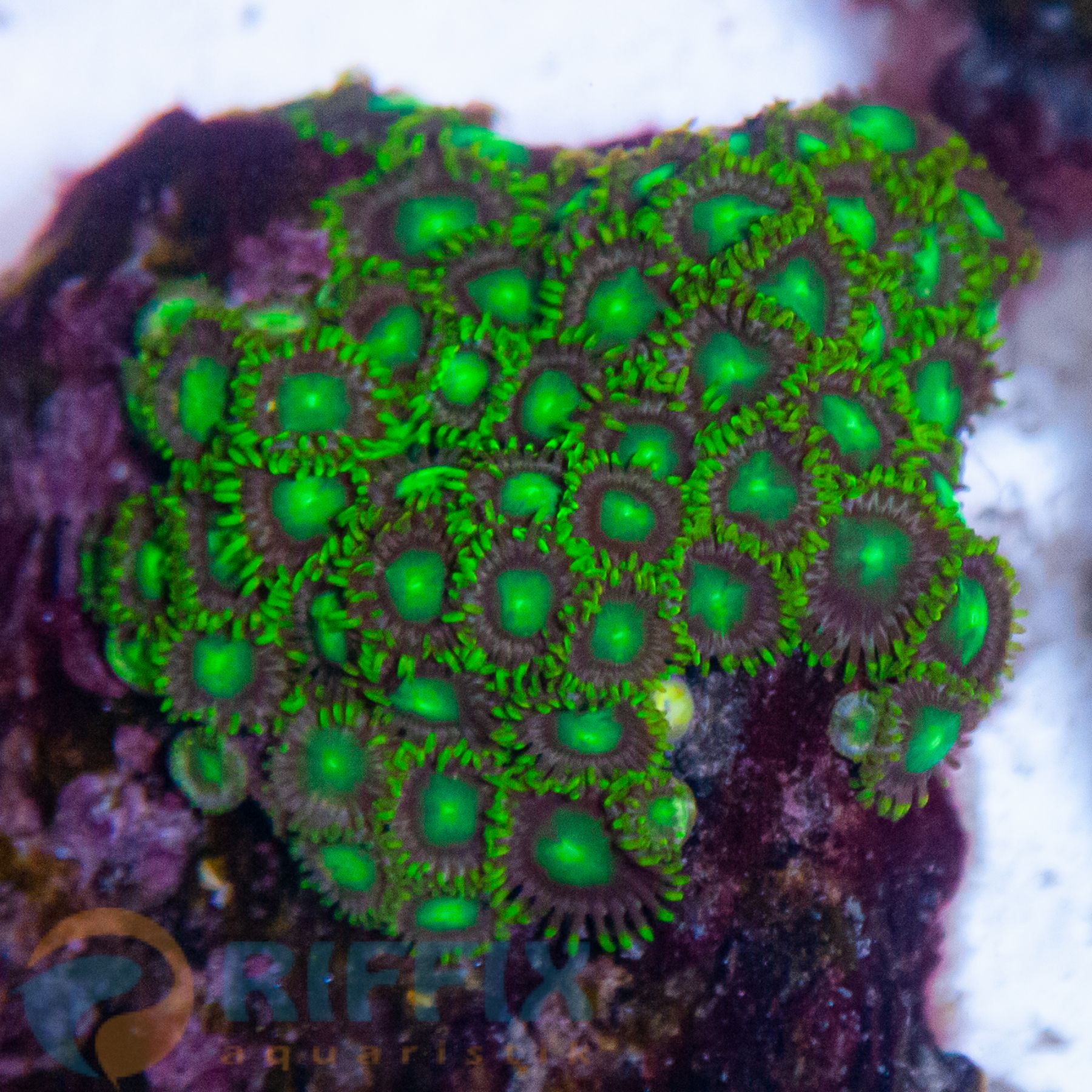 Zoanthus Premium Grün