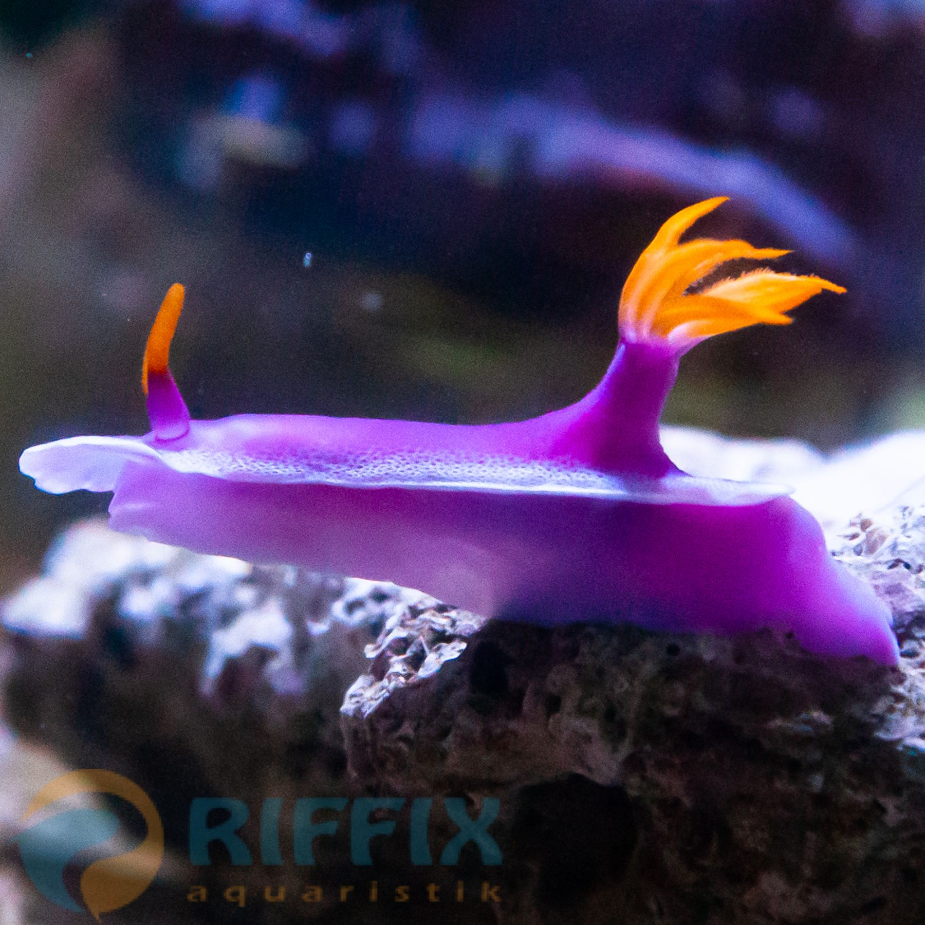 Hypselodoris apolegma Giant Hypselodoris, Lila-Prachtsternschnecke