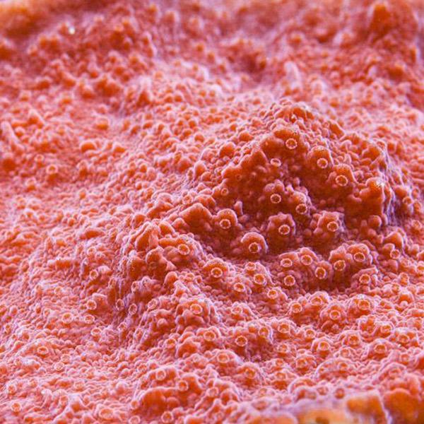 Montipora sp. Orange-Rot