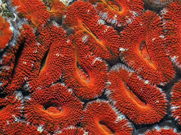 Acanthastrea lordhowensis Red