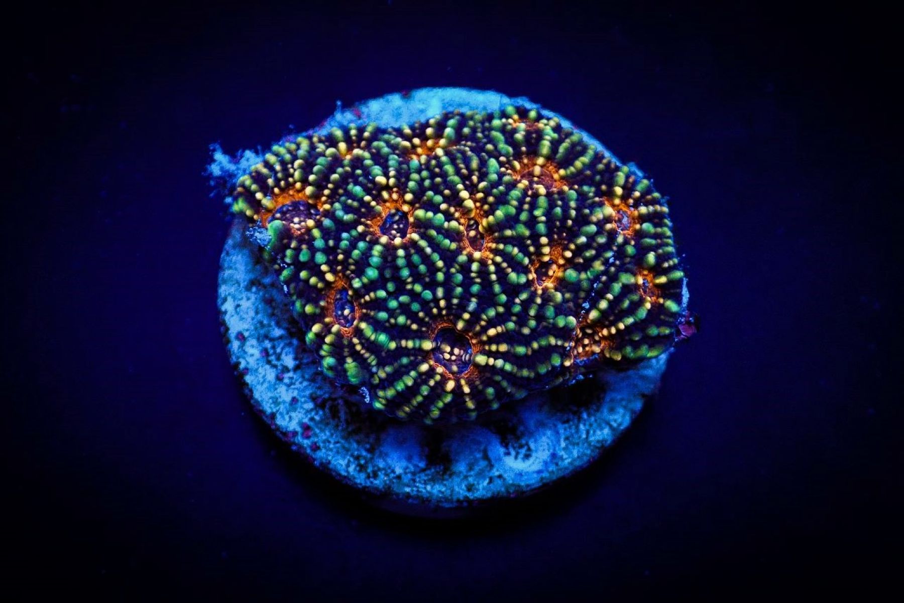 Acanthastrea echinata (Premium) Ableger