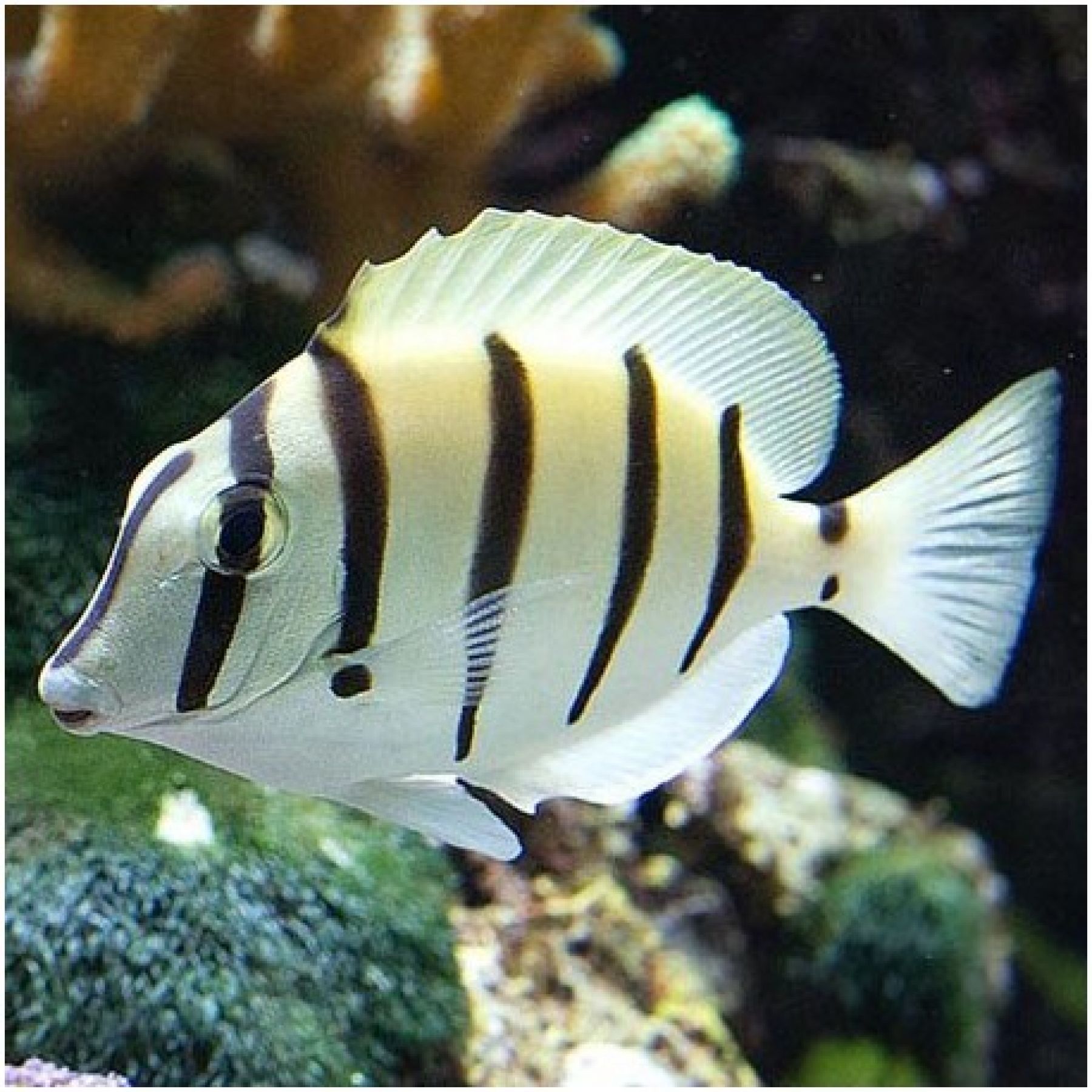 Acanthurus triostegus Gitter-Doktorfisch, Sträflings-Doktorfisch