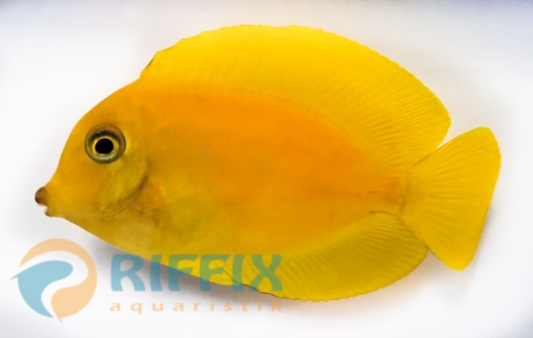 Acanthurus pyroferus (mimic Heraldi)