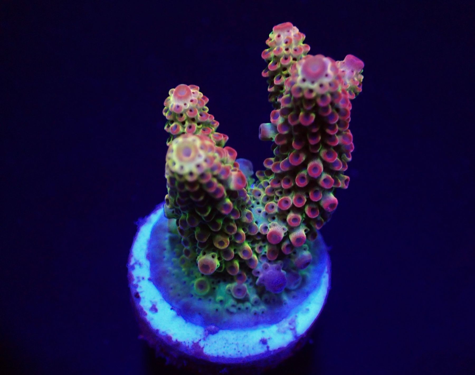 Acropora spp. (Ultra)