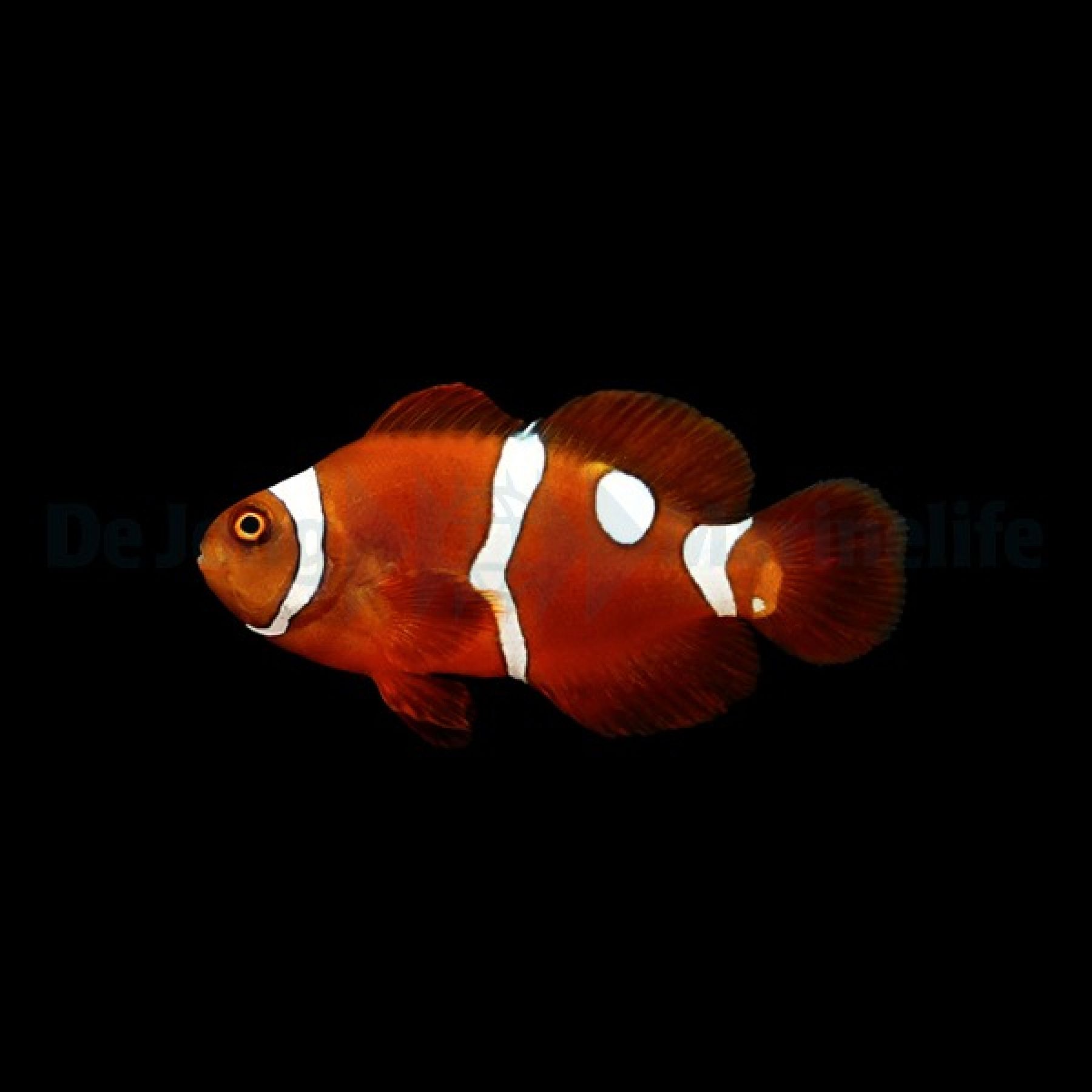 Amphiprion epigrammata (Snowdrop) Nachzucht