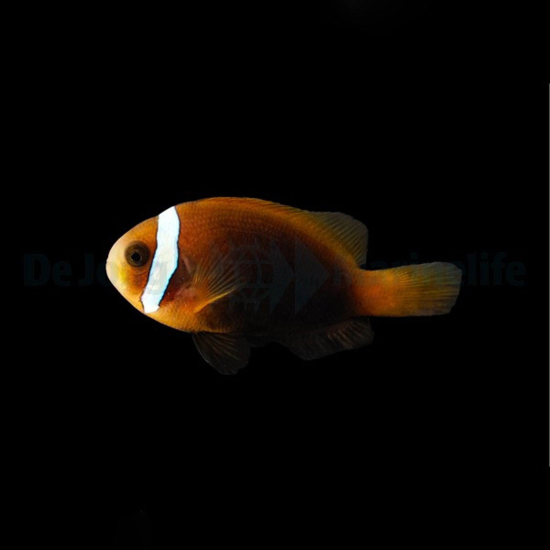 Amphiprion melanopus Nachzucht