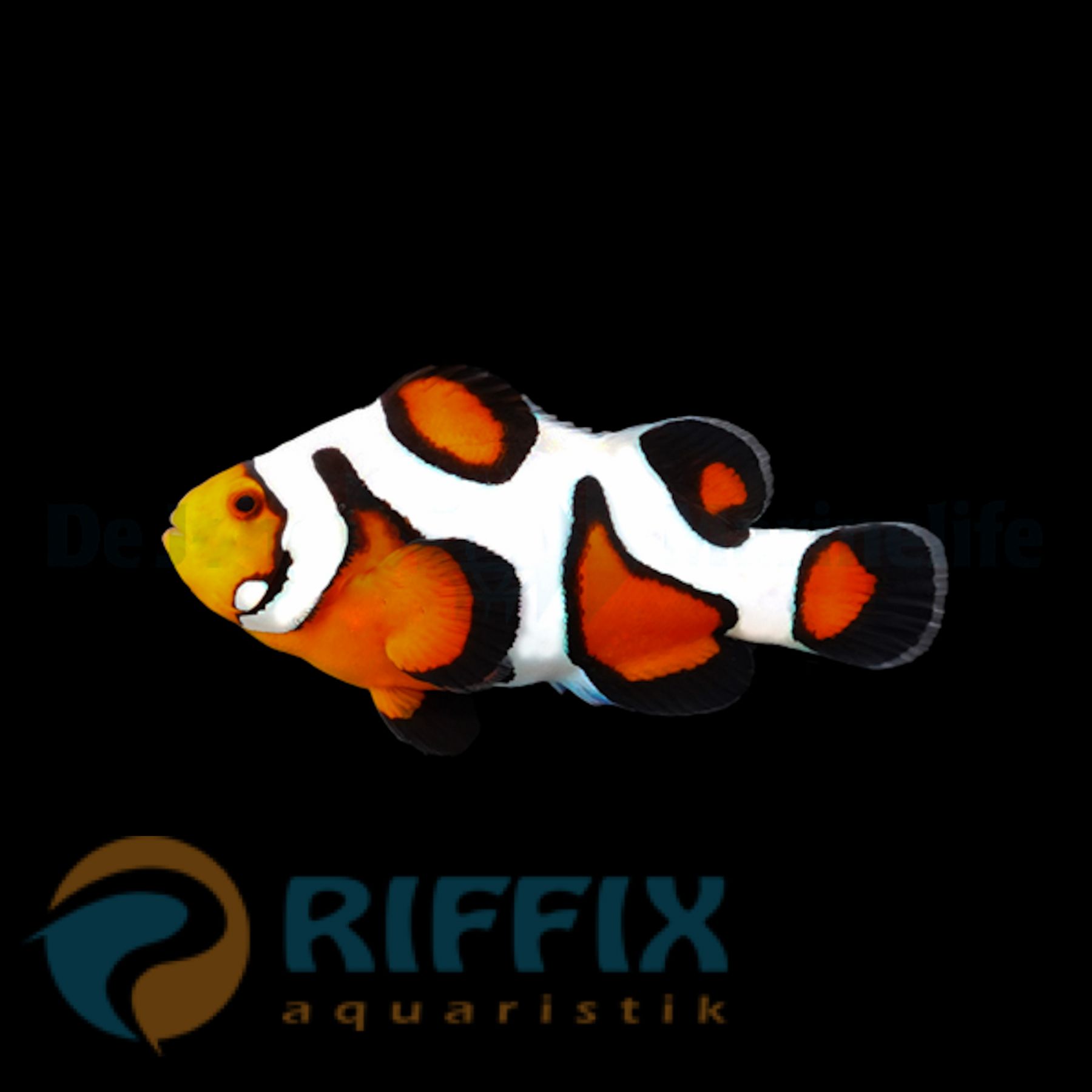 Amphiprion ocellaris gladiator Nachzucht