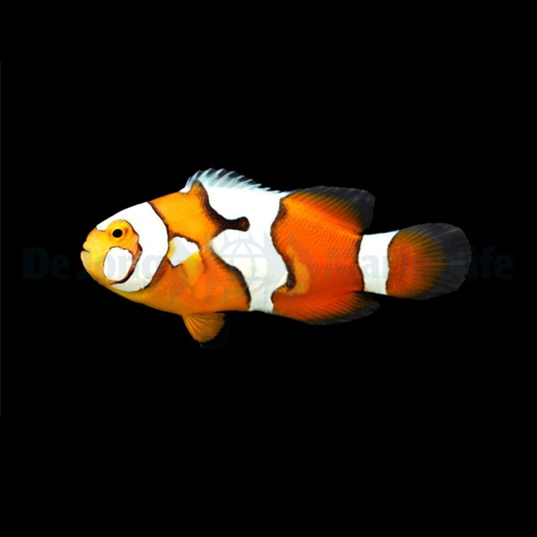 Amphiprion percula Picasso - Nachzucht