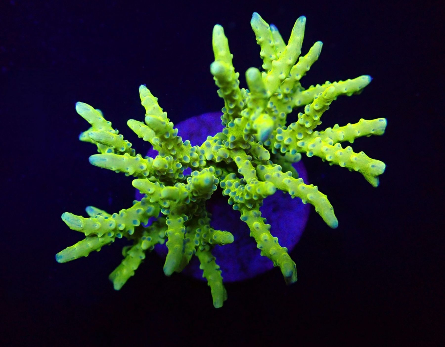 Anacropora spp. (Green Goblin)