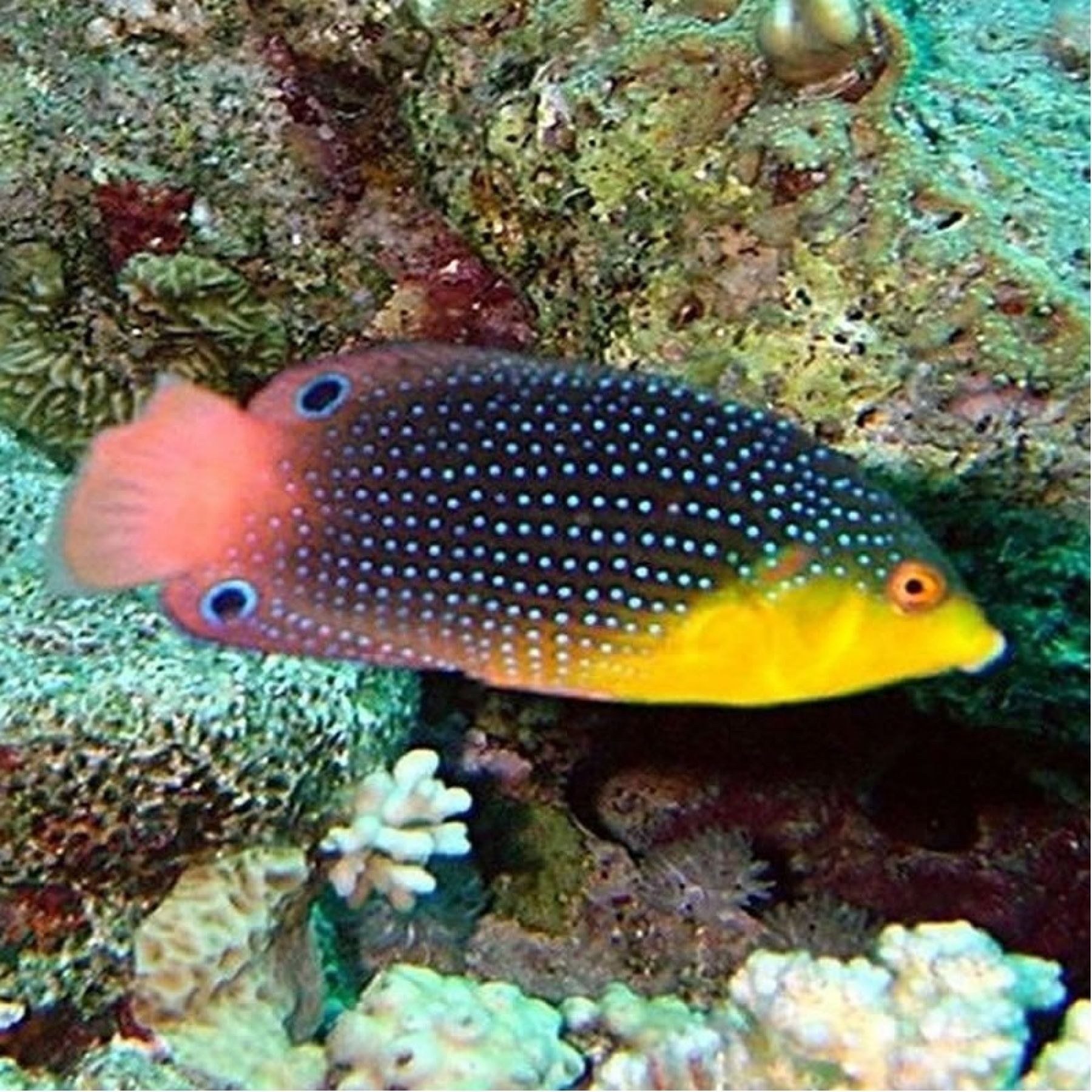 Anampses twistii Gelbbrust-Perljunker