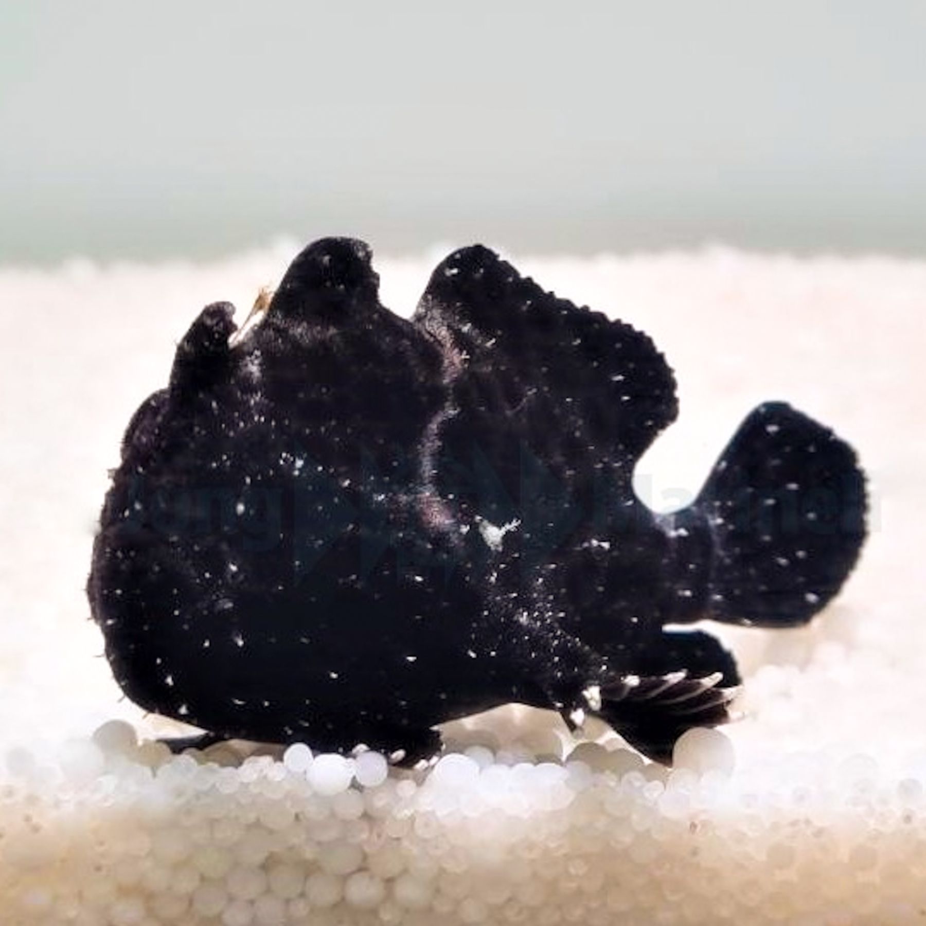 Antennarius spp. (Black) Größe M