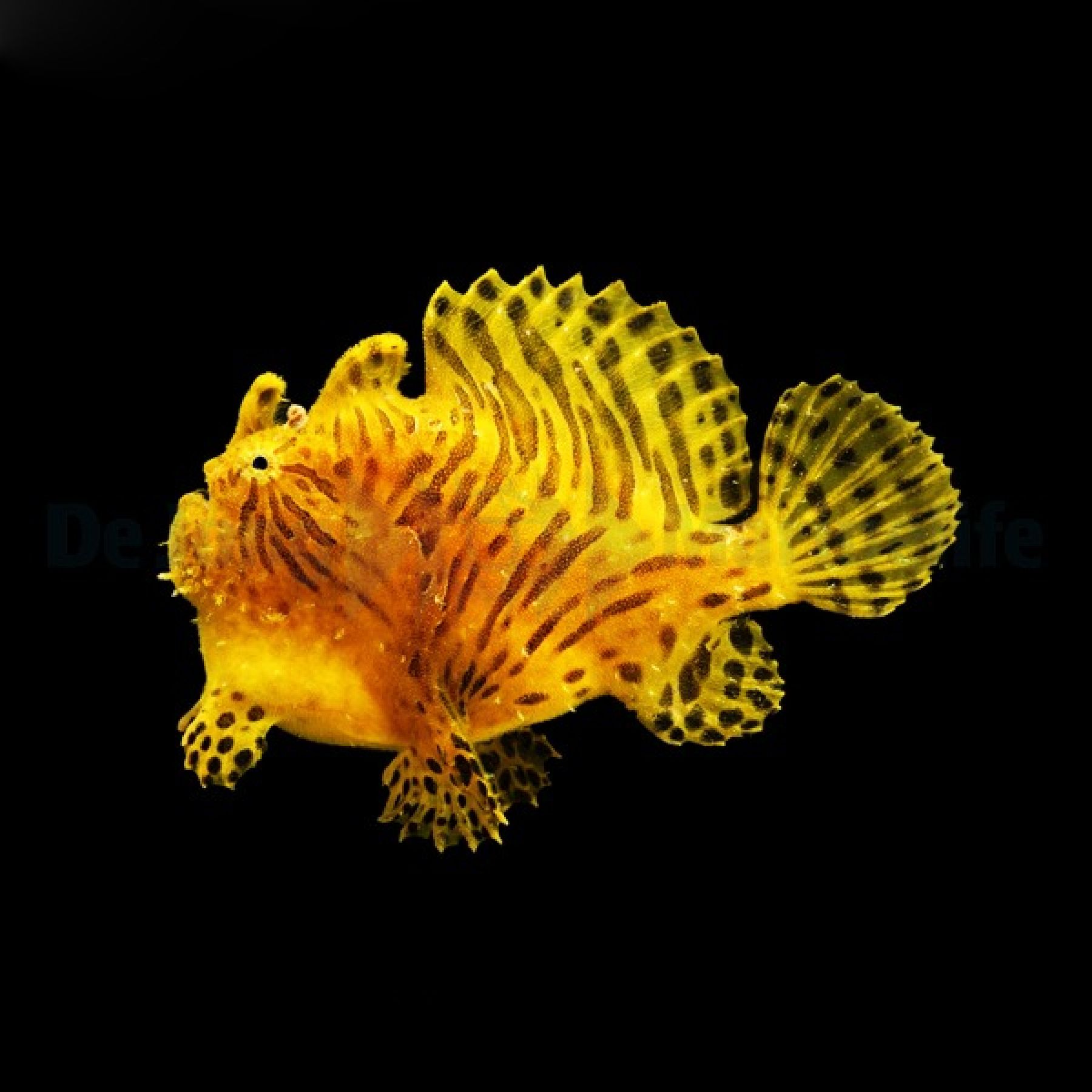 Antennarius striatus Streifen-Anglerfisch
