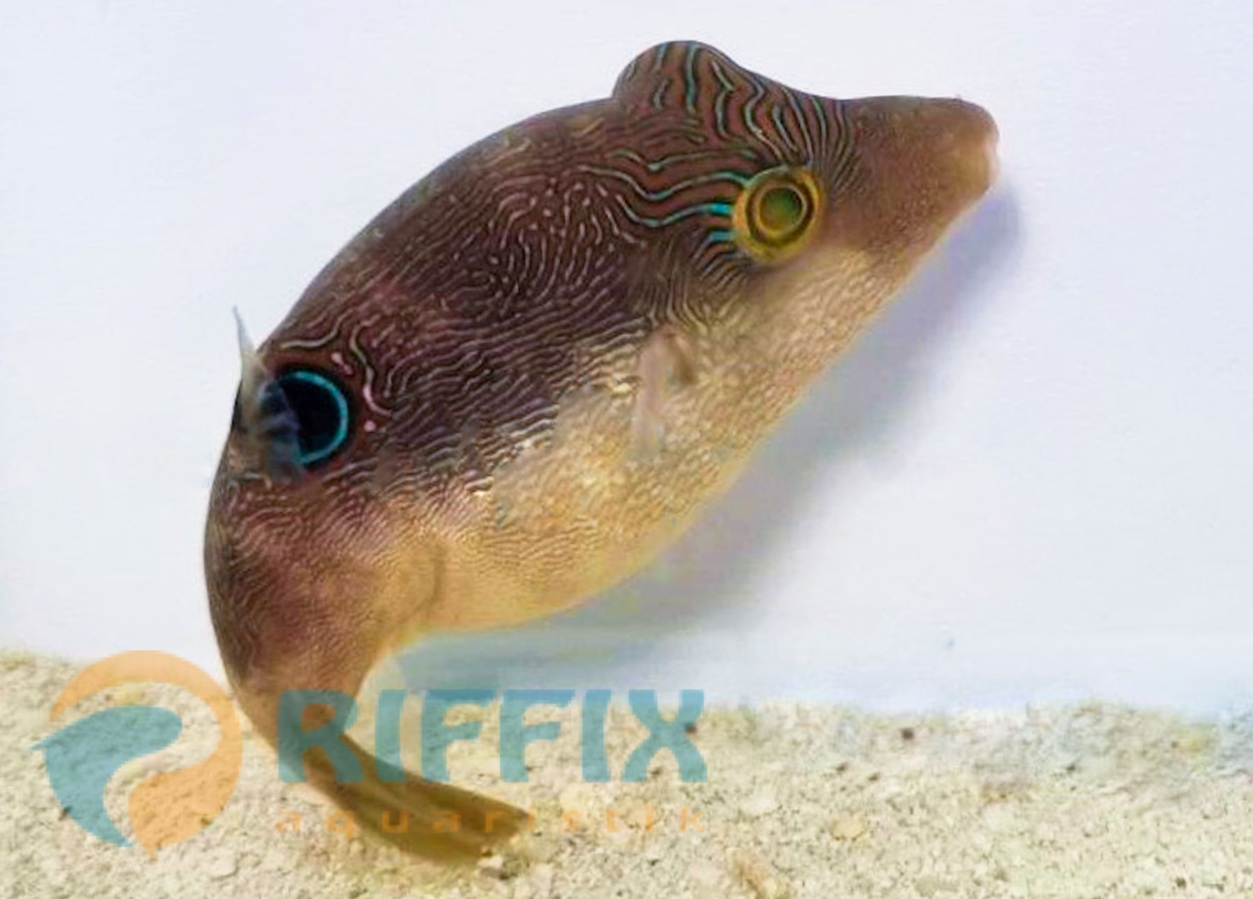 Canthigaster compressa Labyrinth-Kugelfisch