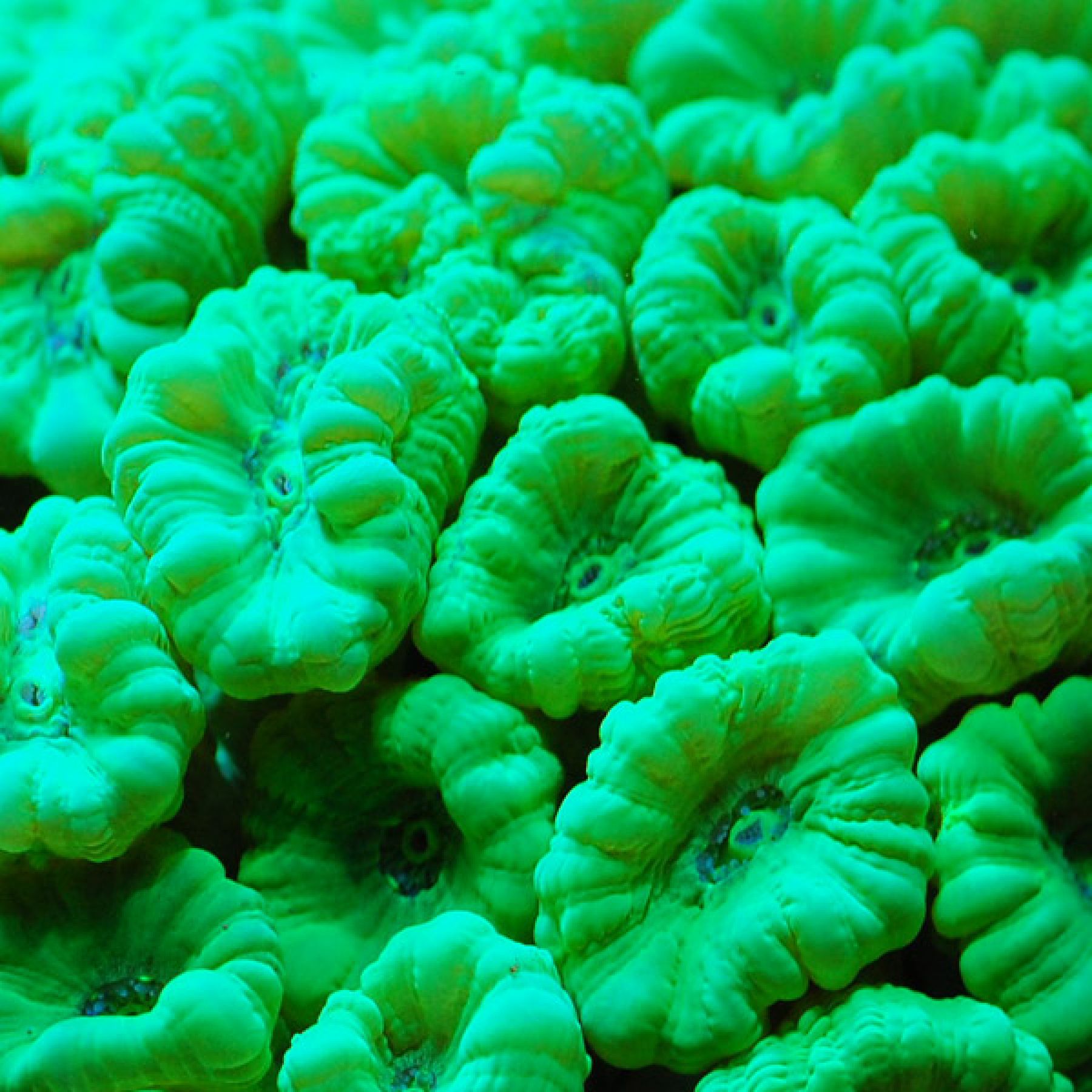 Caulastrea curvata (green)