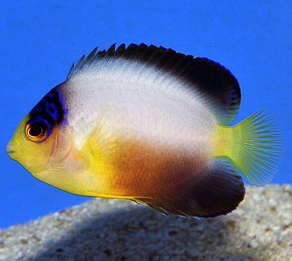 Centropyge multicolor Vielfarben-Zwergkaiserfisch