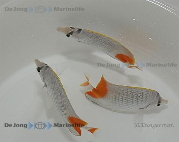 Chaetodon xanthurus Gitter-Orangenfalterfisch