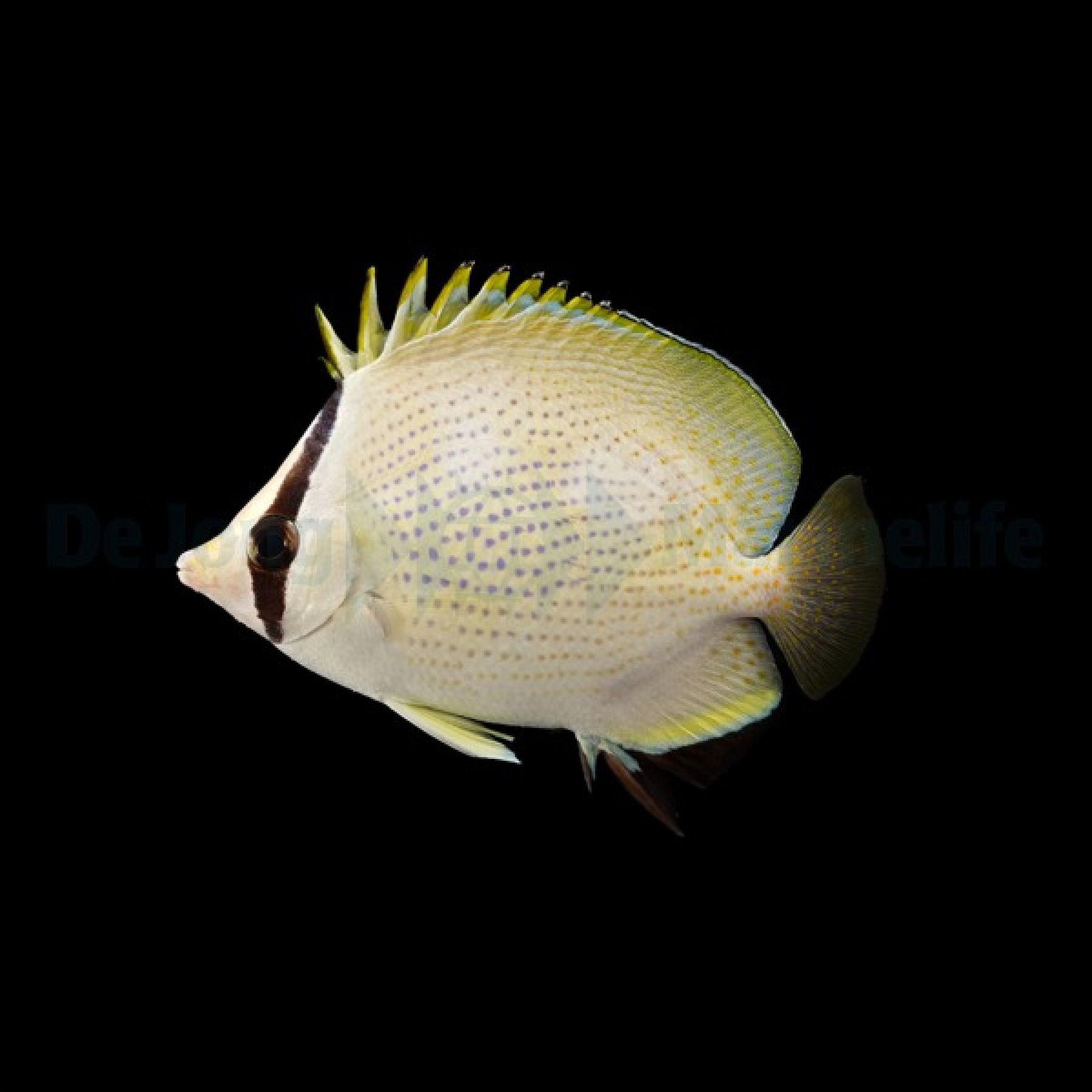 Chaetodon citrinellus - Punktierter-Falterfisch