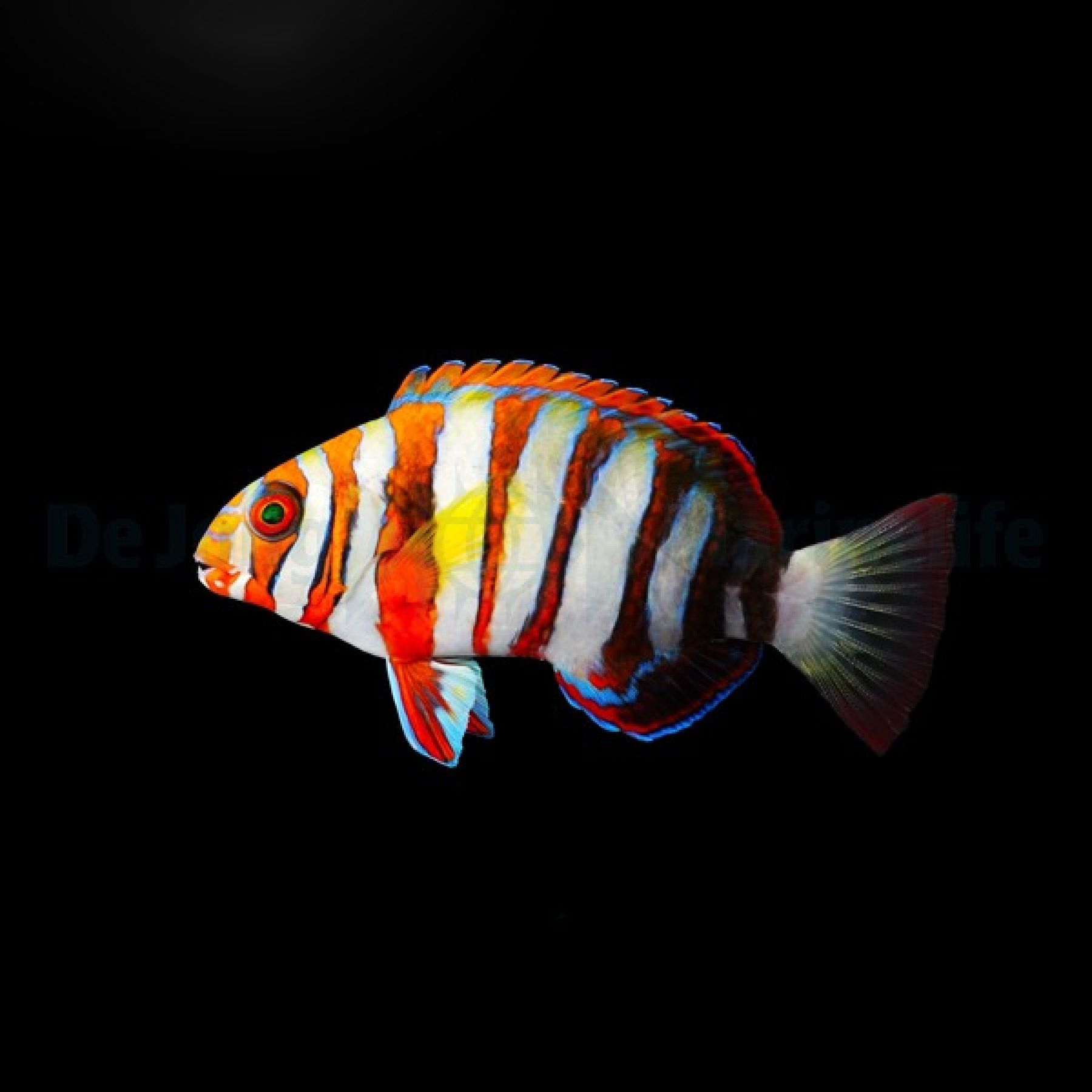 Choerodon fasciatus Harlekin-Lippfisch