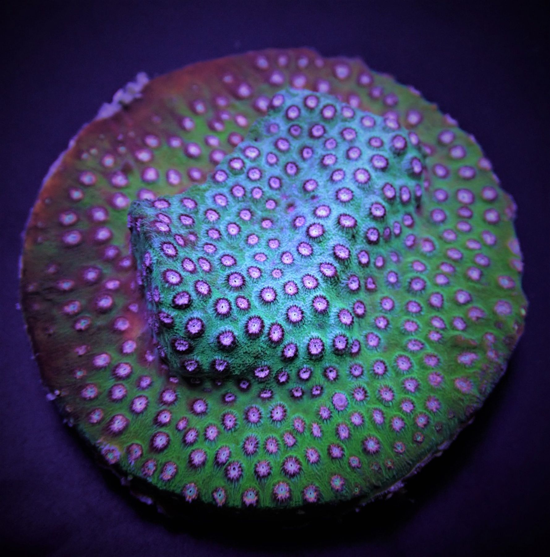 Cyphastrea spp. (Premium)