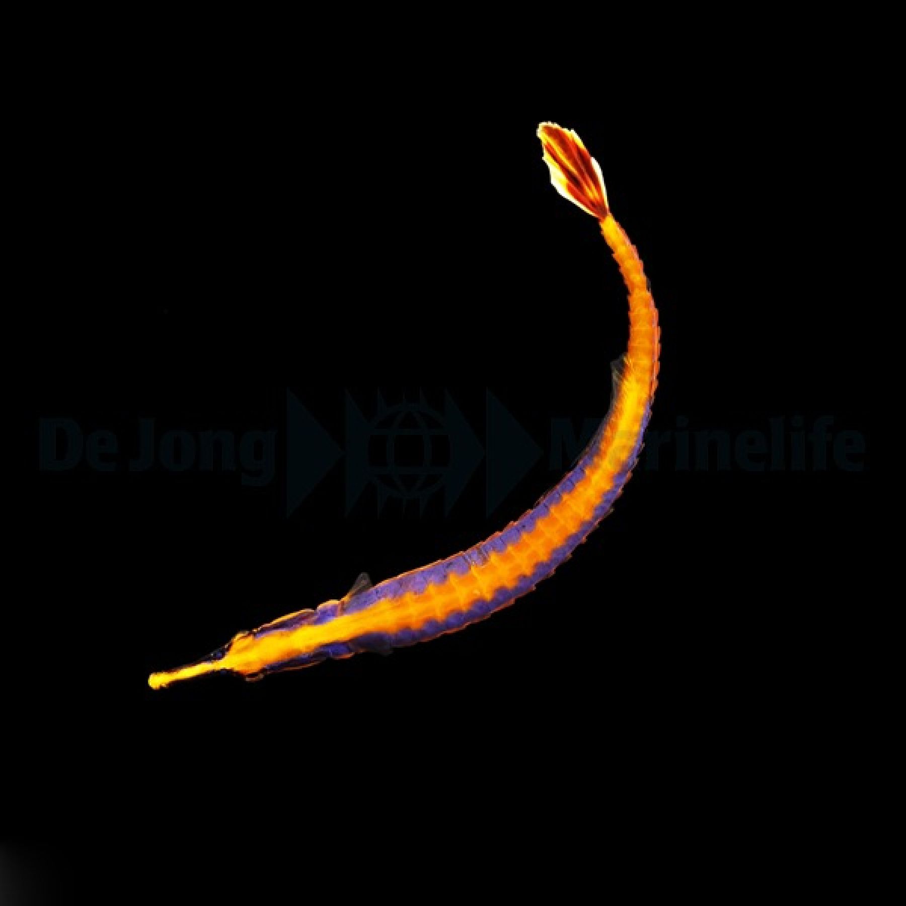 Doryrhamphus bicarinatus Doppelkinn-Seenadel, Blaustreifen-Seenadel
