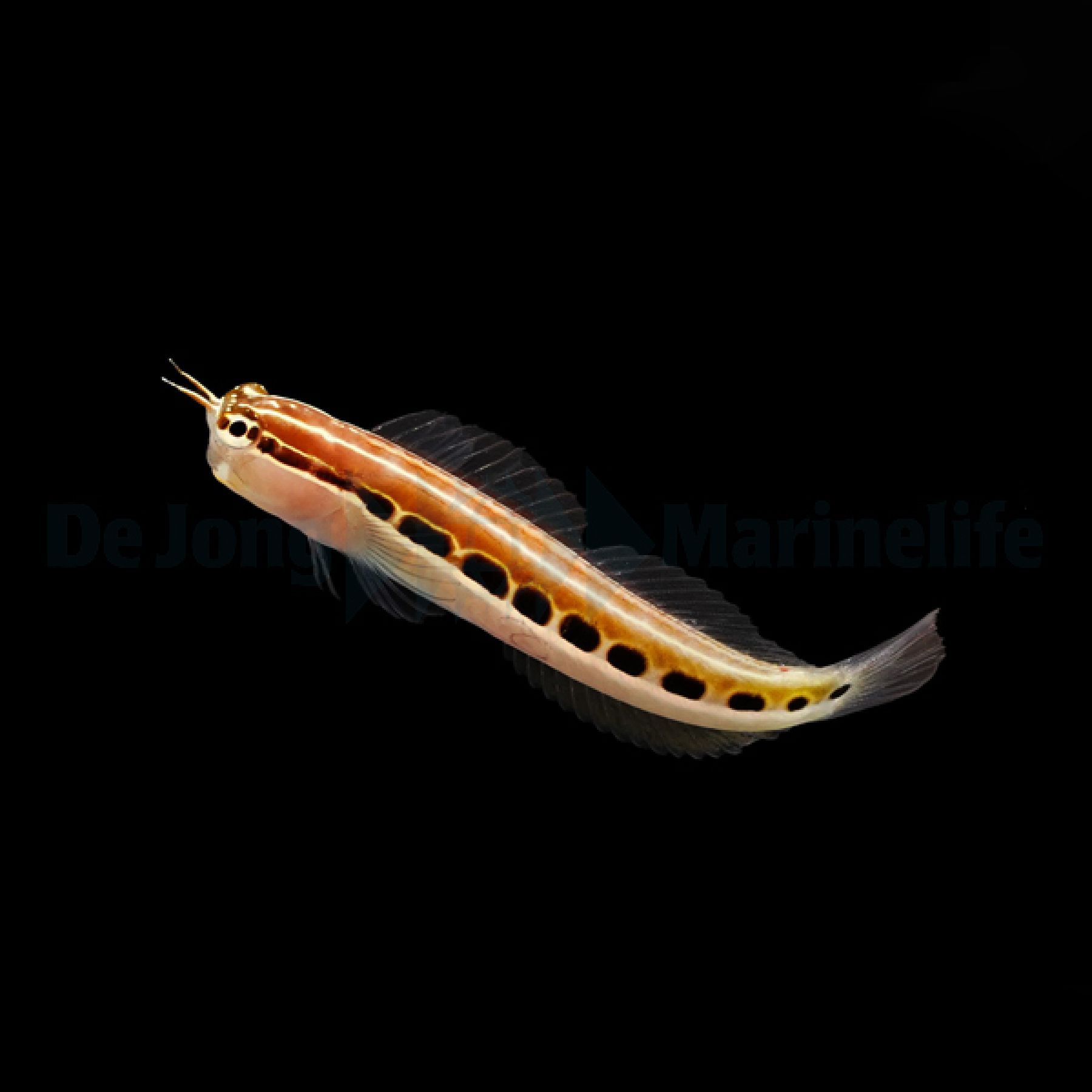 Ecsenius lineatus - Gestreifter Blenny