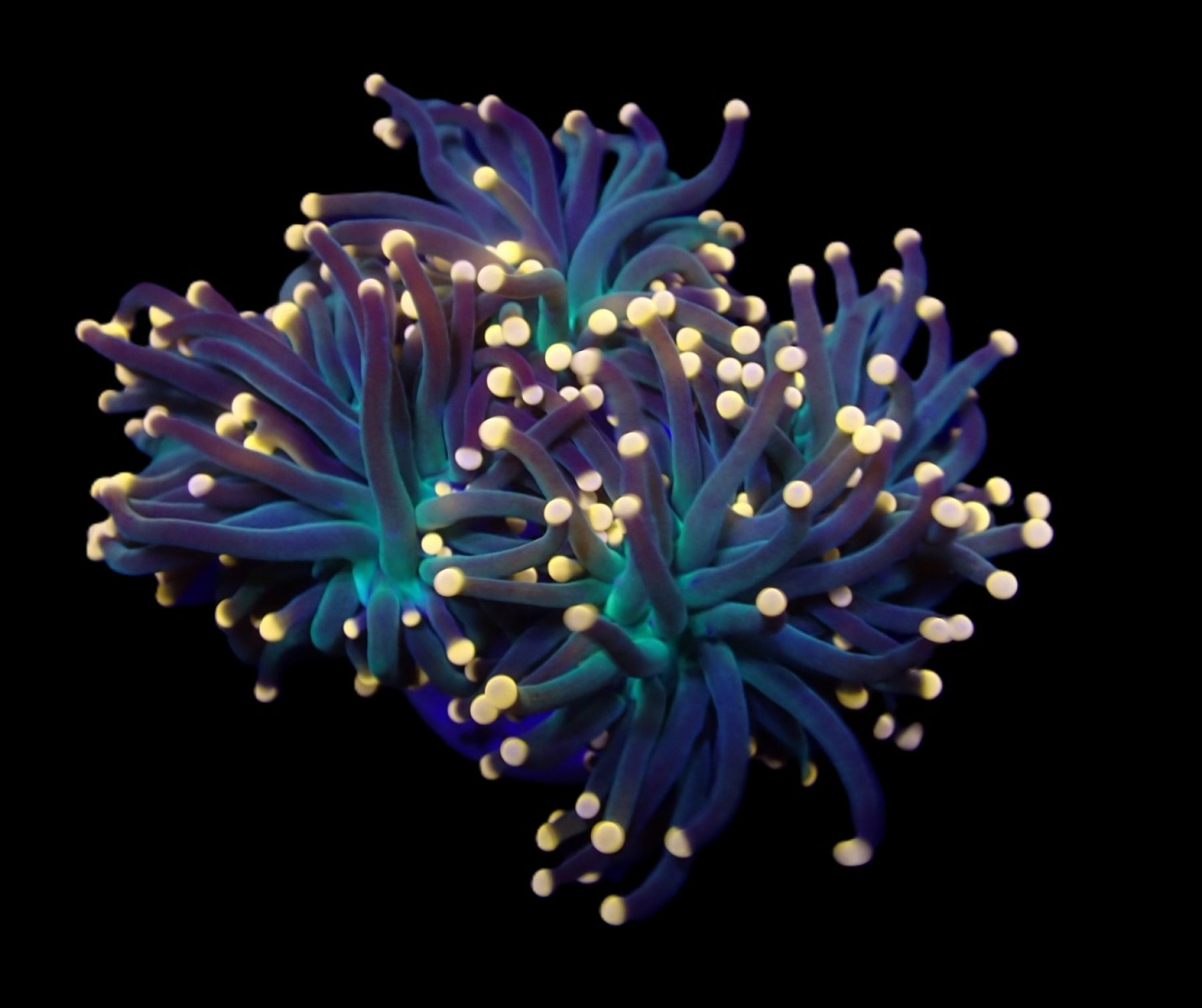 Euphyllia glabrescens (Premium) S