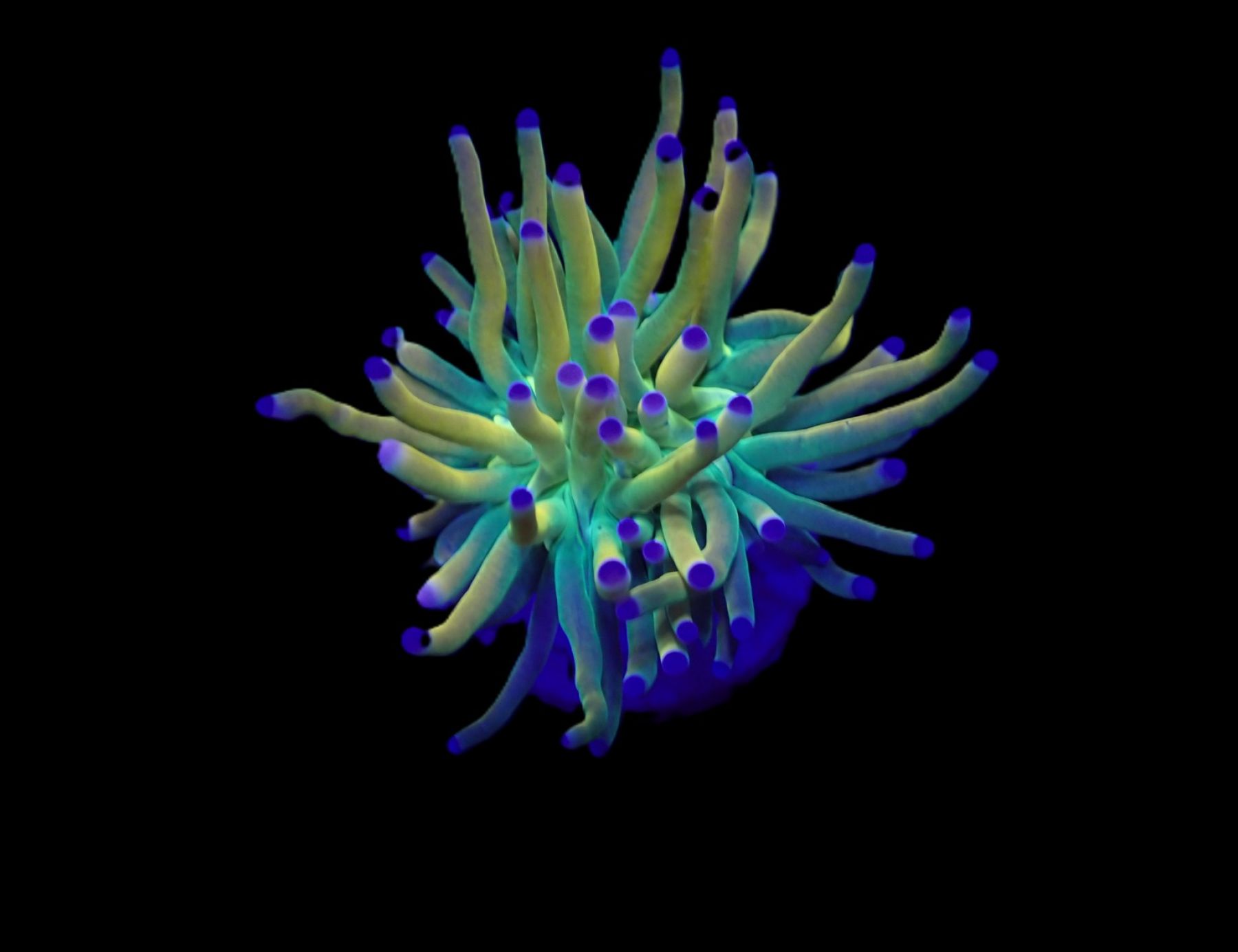 Euphyllia glabrescens (Rapunzel)