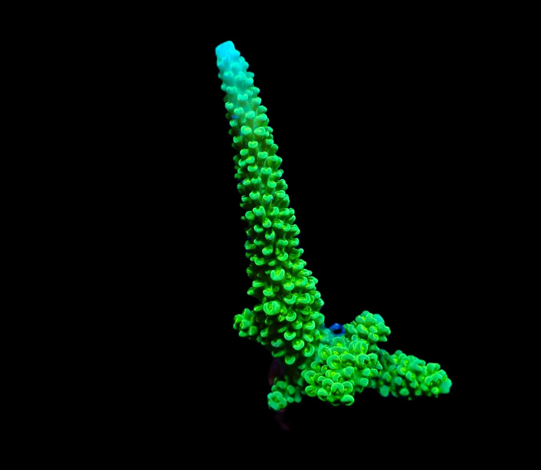 Acropora formosa (Blue Tip) (frag)