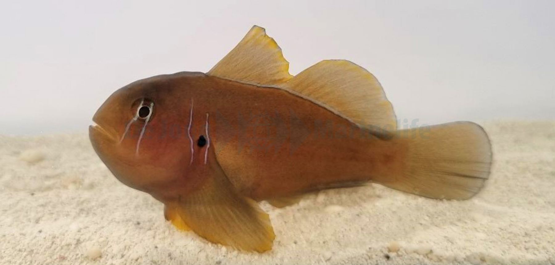 Gobiodon citrinus - Zitronengrundel