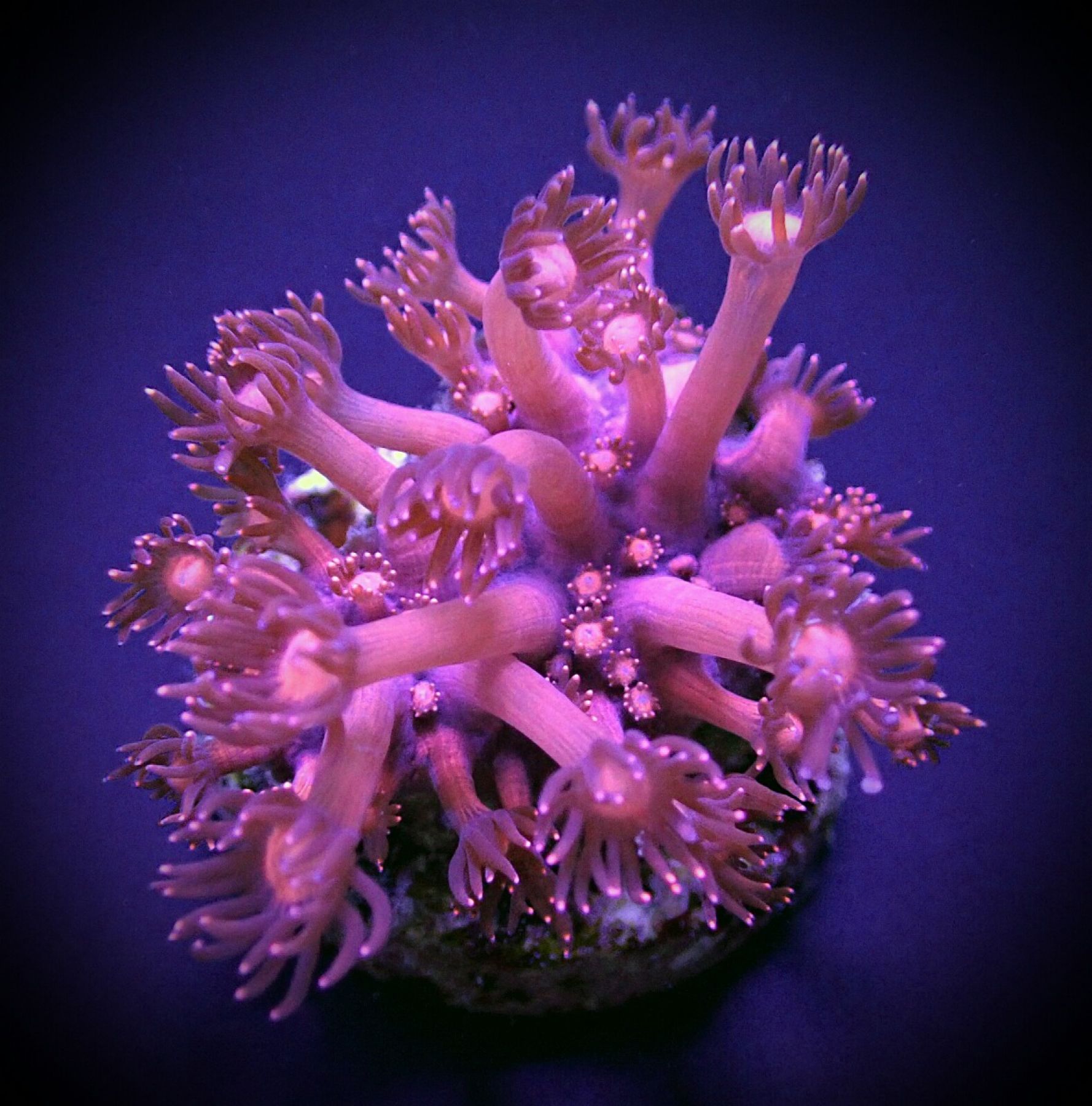 Goniopora spp. Pink