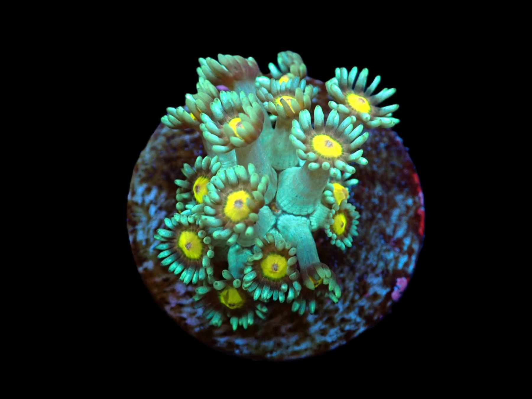 Goniopora spp. (Orange Center) Ableger