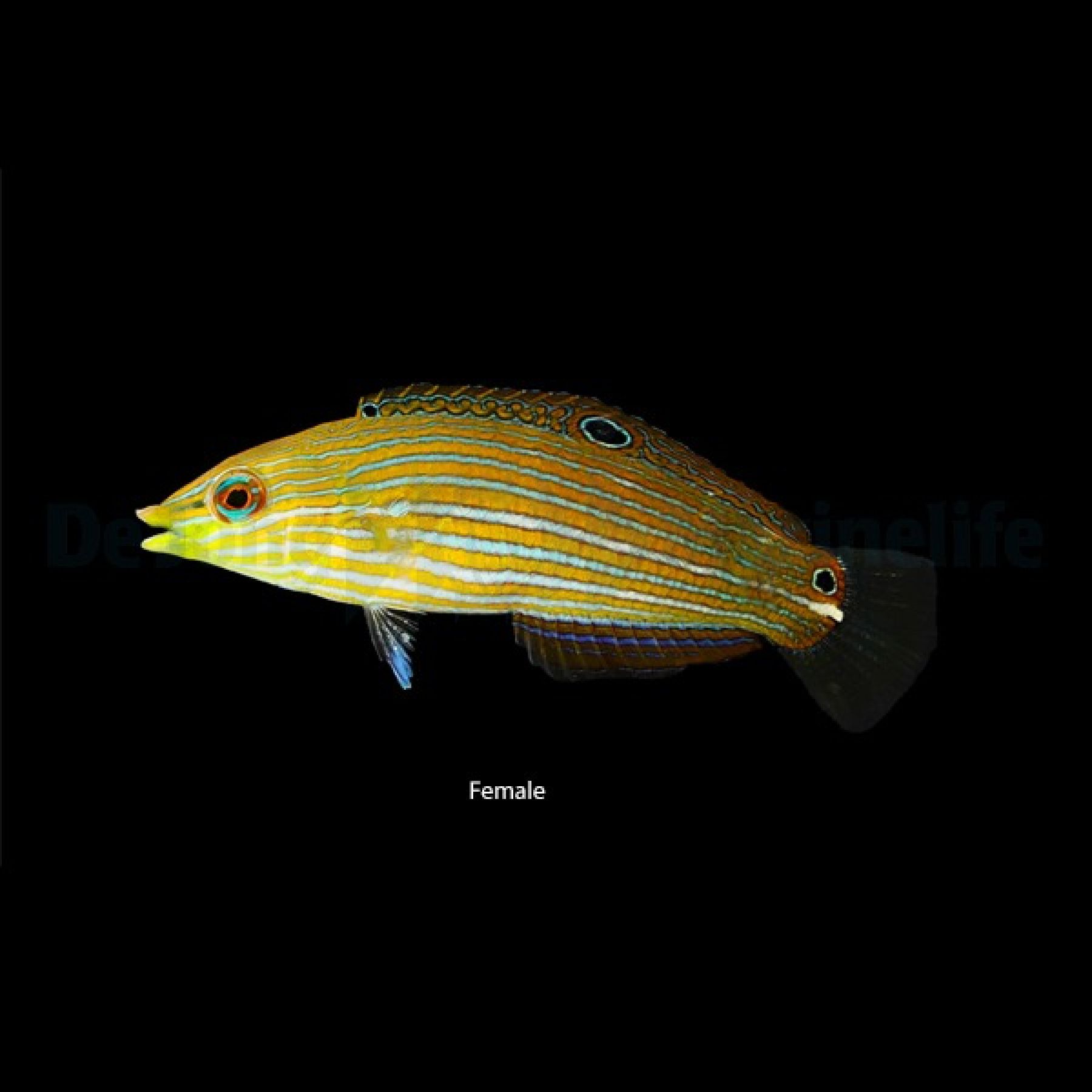 Halichoeres melanurus Regenbogenlippfisch