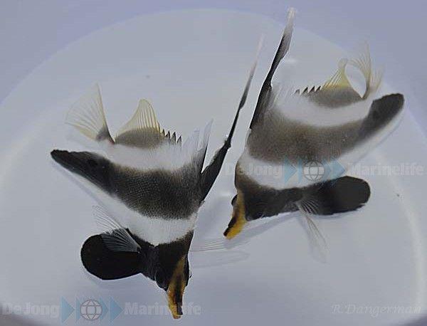 Heniochus chrysostomus Pazifik-Wimpelfisch