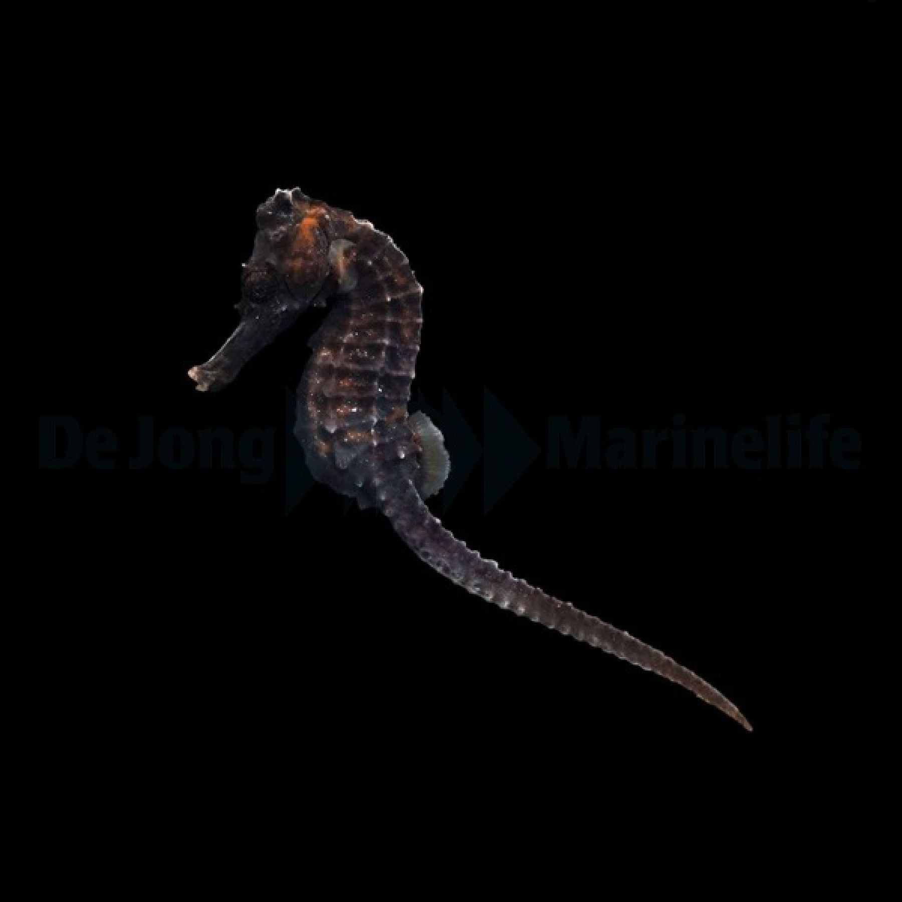 Hippocampus reidi - Nachzucht