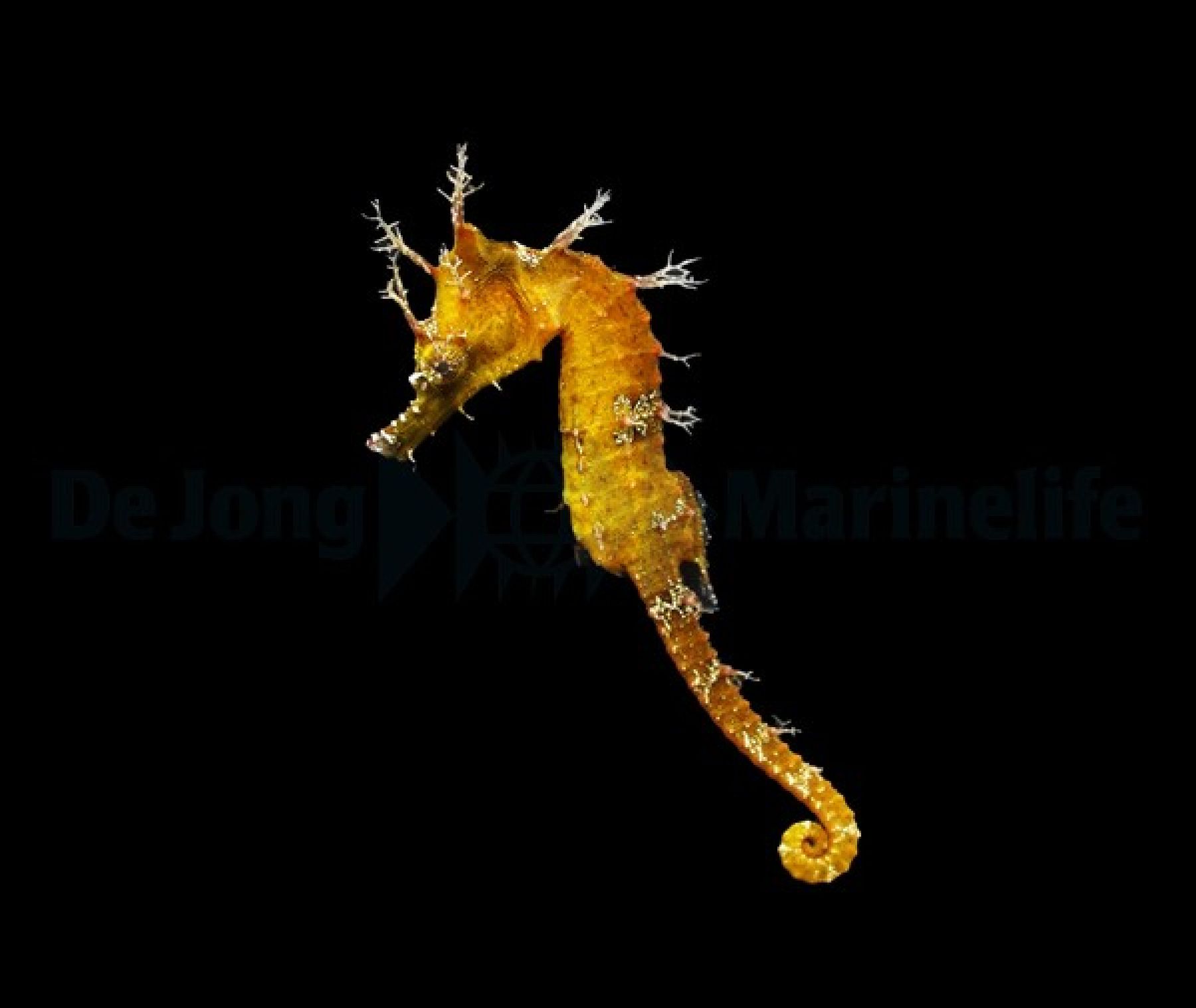 Hippocampus erectus (Yellow) - Nachzucht
