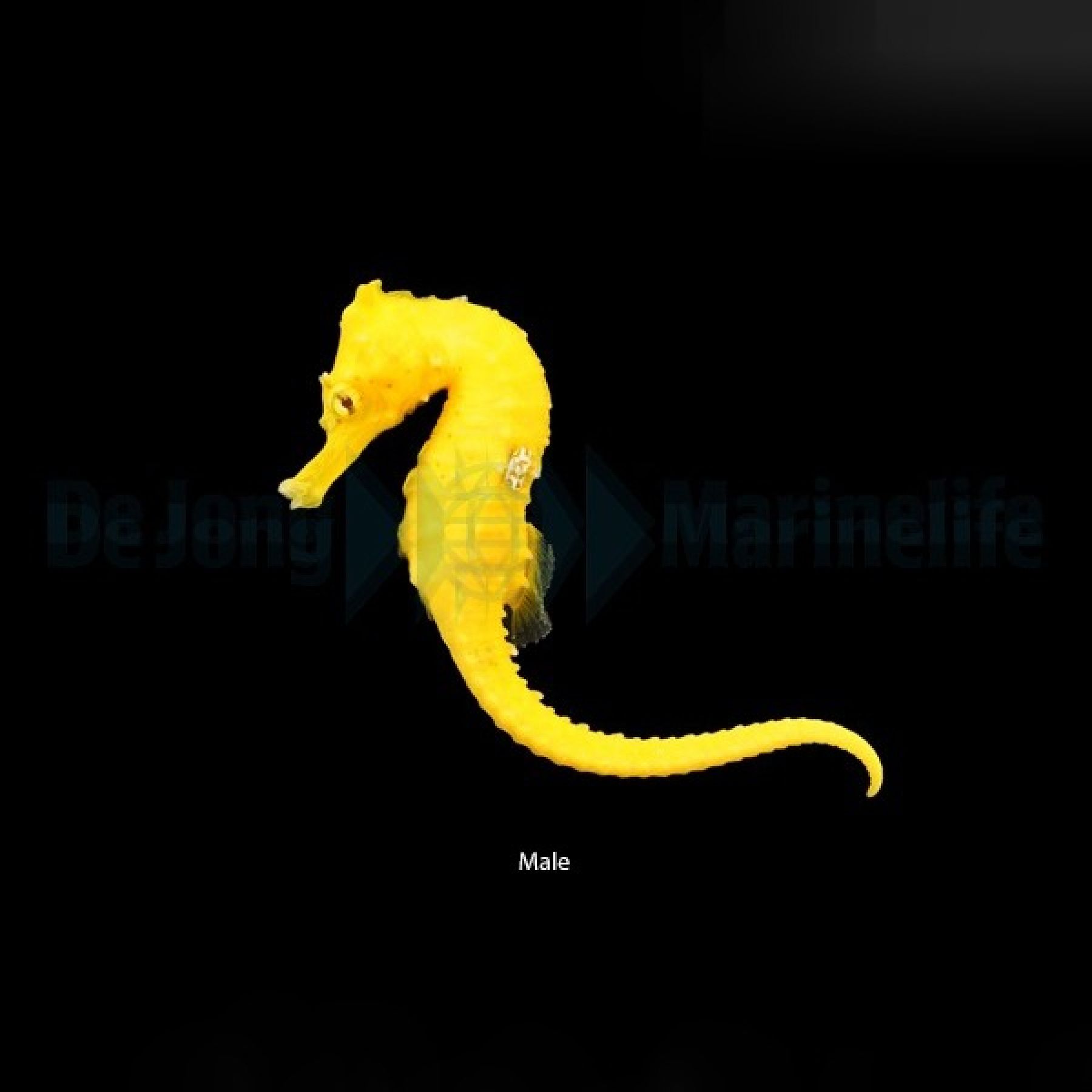 Hippocampus erectus (Leuchtendes Gelb) Nachzucht